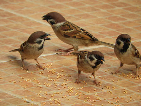 sparrow birds eatingの写真素材