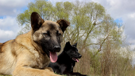 German shepherd and black dog in the field. Selective focus.