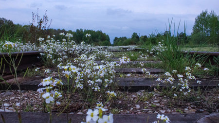 Abandoned railway tracks with white daisies in the foreground
