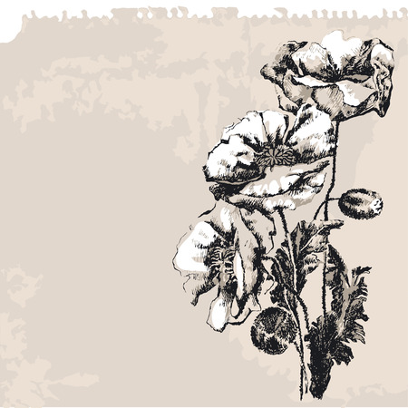 Poppy Flowerのイラスト素材