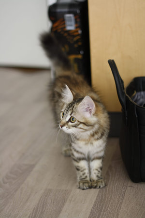 Cute Finnish shorthair kittenの写真素材