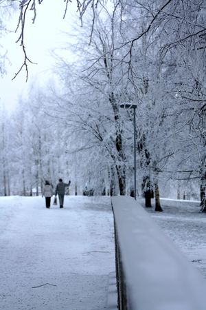 Branches covered with hoarfrost. Beautiful white winter.の写真素材