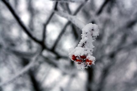 Branches covered with hoarfrost. Beautiful white winter.の写真素材