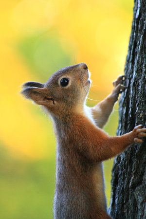 Fox squirrel climbs up the tree, close-up