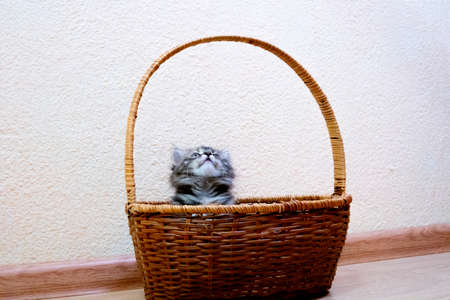Cute finnish shorthair kitten playsの写真素材
