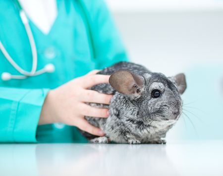 Grey chinchilla and doctorの写真素材