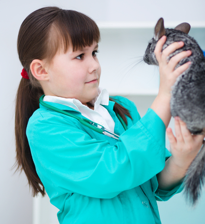 Grey chinchilla and doctorの写真素材