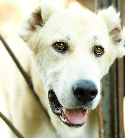 A dog in an animal shelter, waiting for a home