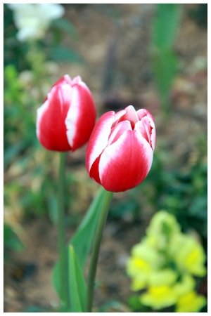 Tulips in the garden city of Netanyaの写真素材