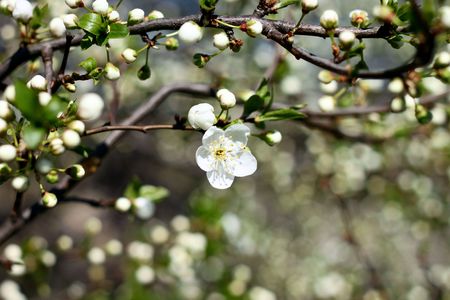 Cherry blossomsの写真素材