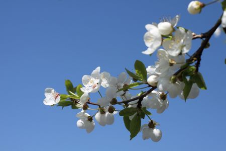 Cherry blossomsの写真素材