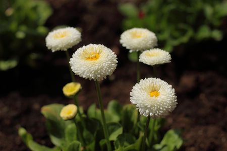 White garden daisies in the springtimeの写真素材
