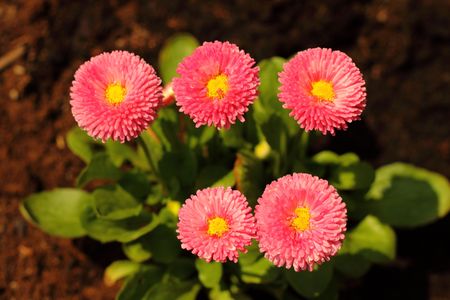 Pink garden daisies in the springtimeの写真素材