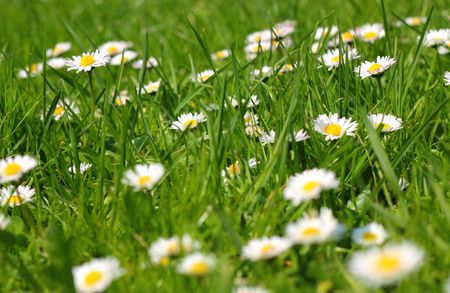 Daisies in the grassの写真素材
