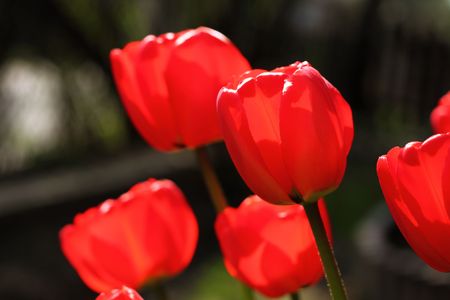 Beautiful red tulips in the gardenの写真素材
