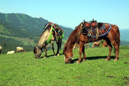 Grazing horsesの写真素材