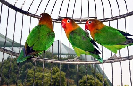 Cute parrots in a cageの写真素材