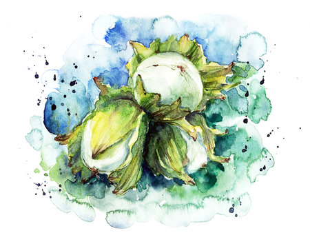 Watercolor hazelnut sketch style on colored backgroundの写真素材