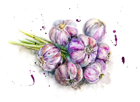 Watercolor bunch of garlic in sketch styleの写真素材