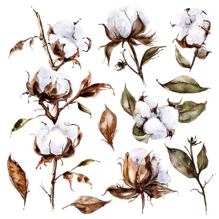 Clip-art set with blooming cotton and leaves on branchesの写真素材