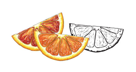 Vector clip art of orange slices in sketch styleのイラスト素材