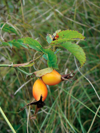Medicinal plant wild rose on a branch against the background of grassの写真素材