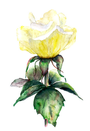 Raster drawing isolated of a yellow rose with leaves on the stemの写真素材