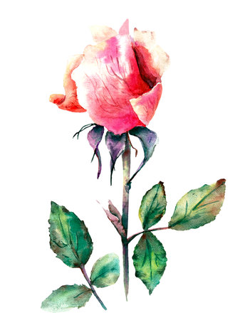 Floral illustration with a pink rose on a stem using sketch techniqueの写真素材