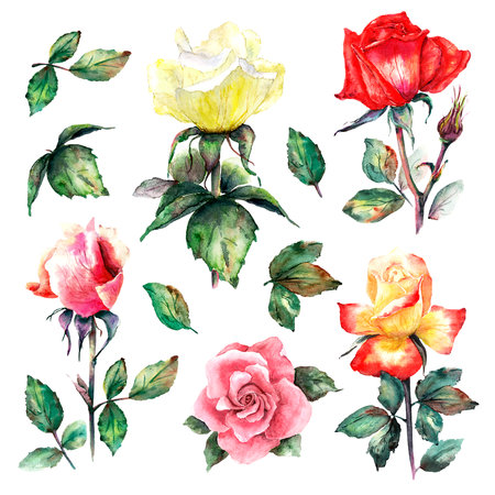 Scenic floral clip art from a set of colorful roses and leavesの写真素材
