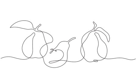 Graphic drawing isolated of pears in vector with one lineのイラスト素材