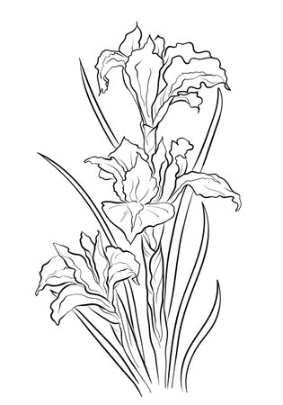 Graphic linear drawing of a bouquet of Iris flowers in vectorのイラスト素材