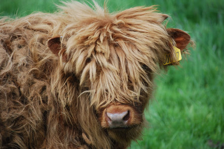 closeup of a male highland calf with typical long hairの写真素材