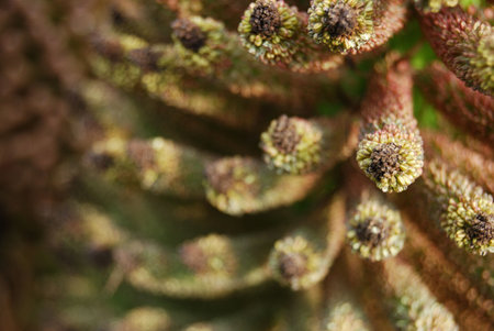 closeup of a flower with shallow depthの写真素材