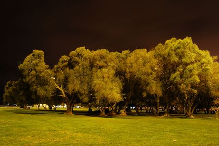 group of trees at night in Belem, Portugalの写真素材
