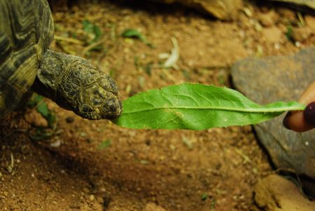 closeup of a small turtle in its enclosureの写真素材