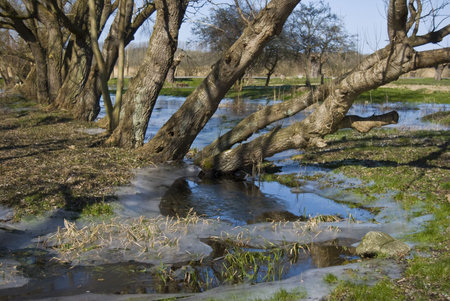trees standing in a frozen pond in winterの写真素材