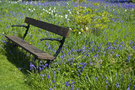 bench in a field of blue bellflowersの写真素材