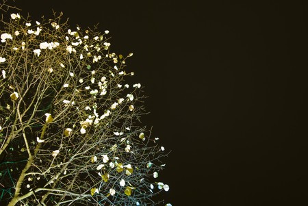 detail of an illuminated lime tree at nightの写真素材