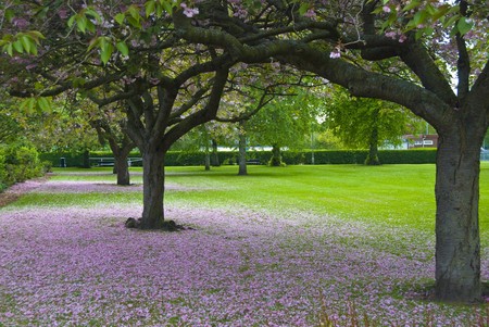 cherry trees in spring losing the blossomの写真素材