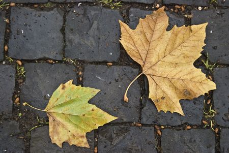 leaves fallen to the ground in autumnの写真素材
