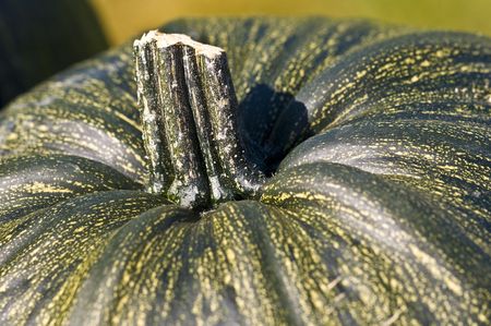 closeup of a fresh pumpkin in autumnの写真素材