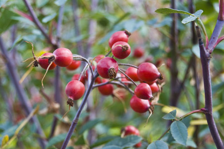 beautiful red rose hips on a bush