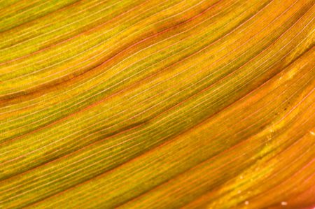 macro of a leaf with shallow dofの写真素材