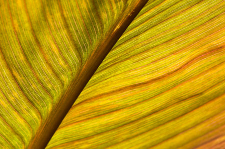 macro of a leaf with shallow dofの写真素材