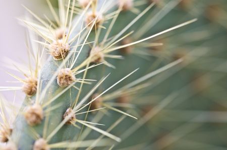 detail of a cactus with shallow dofの写真素材