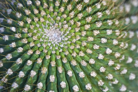 detail of a cactus with shallow dofの写真素材