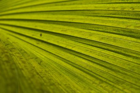 macro of a leaf with shallow dofの写真素材