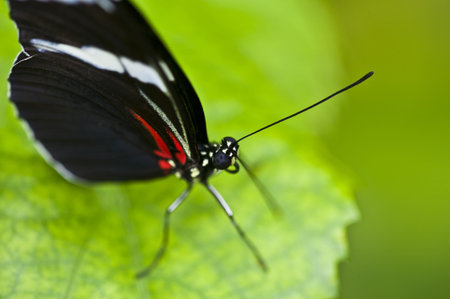closeup of a butterfly resting on a flower