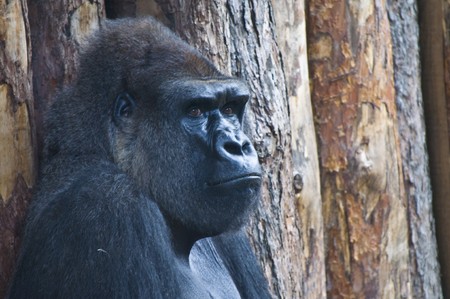 closeup of a sad looking contemplating gorillaの写真素材