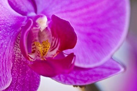closeup of a pink and white beautiful orchid blossomの写真素材